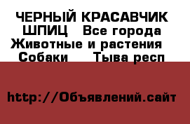 ЧЕРНЫЙ КРАСАВЧИК ШПИЦ - Все города Животные и растения » Собаки   . Тыва респ.